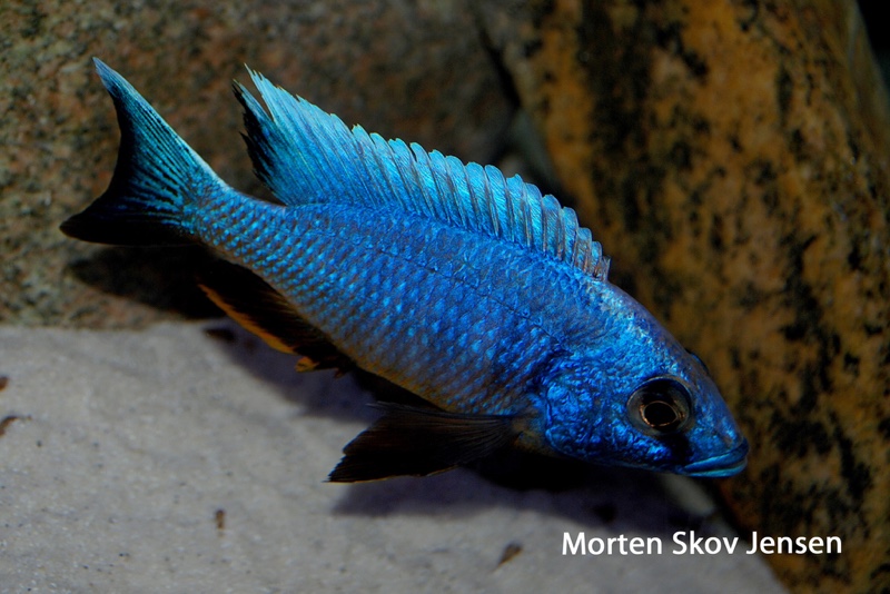 Otopharynx lithobates 'Three Peaks Reef'